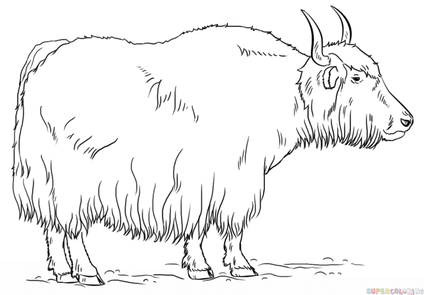 Click the Yak coloring PlusPn