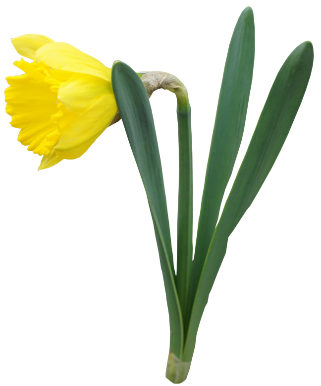 Yellow_Transparent_Daffodil_Flower_Png_Clipart.png (648×779) | Hdpng.com Pflanzen. Hdpng.com | Pinterest | Daffodil Flowers And Daffodils - Daffodils, Transparent background PNG HD thumbnail