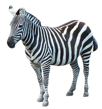 Download Png Image   Zebra Png Image - Zebra, Transparent background PNG HD thumbnail
