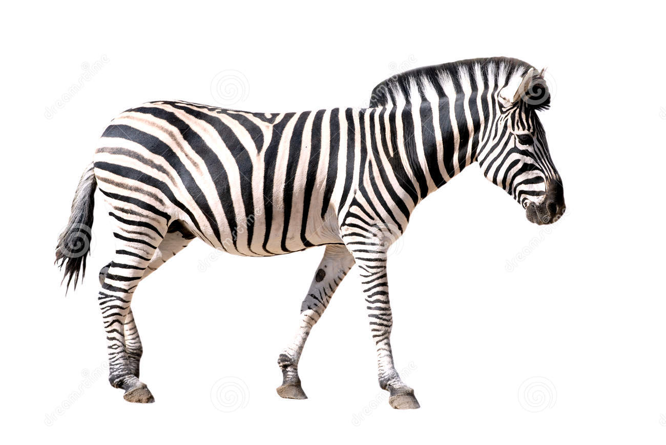 Zebra PNG image - Zebra PNG