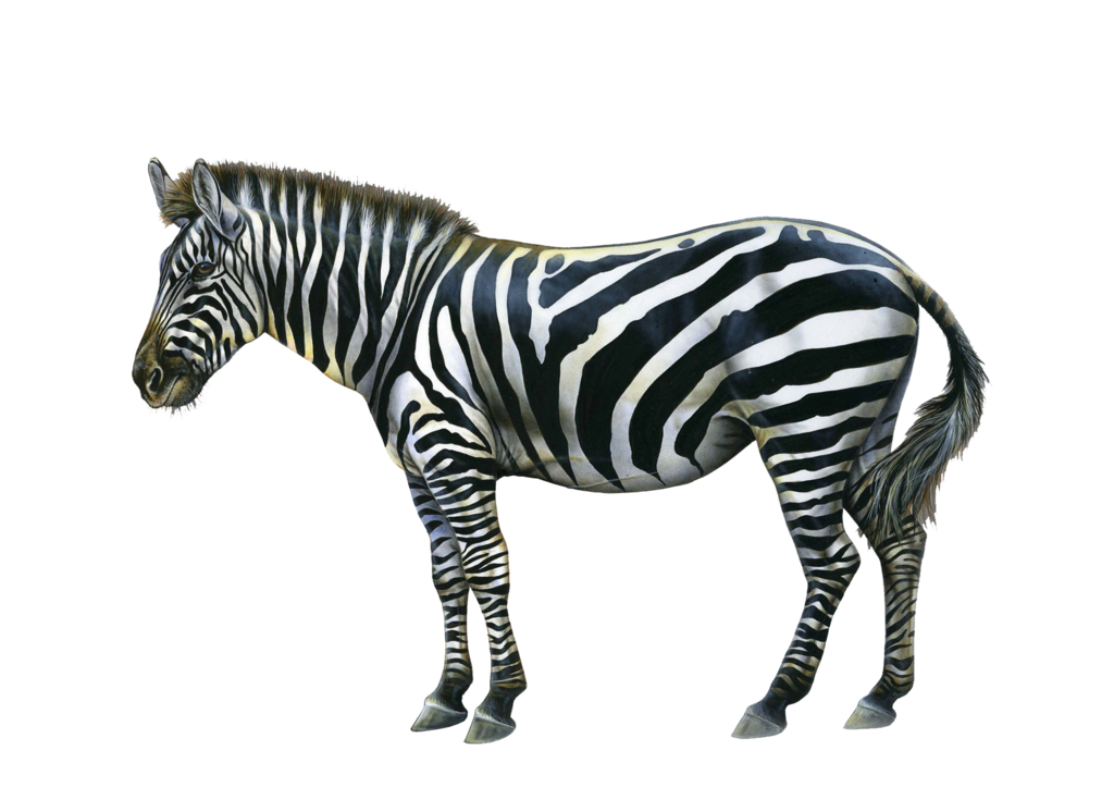 Zebra PNG image - Zebra PNG