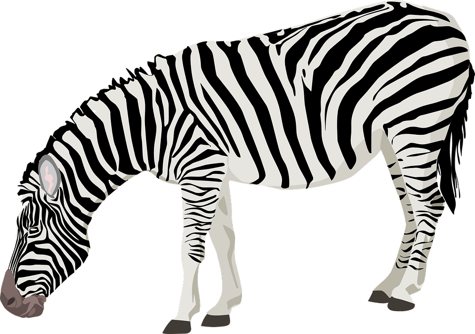 HD Zebra, Zebra, Animal, Adul