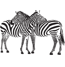 Zebra Png - Zebra, Transparent background PNG HD thumbnail