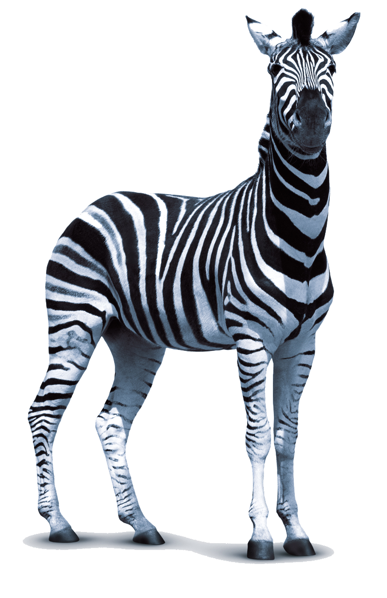 Download Png Image   Zebra Png - Zebra, Transparent background PNG HD thumbnail