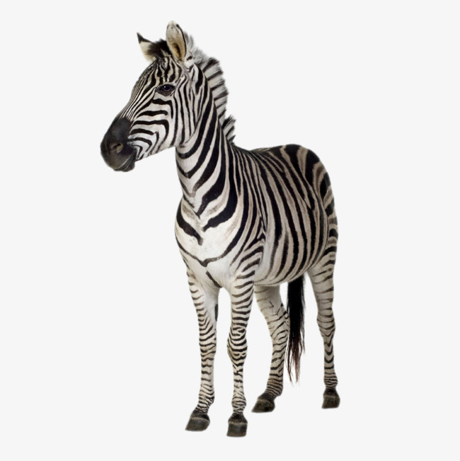 Hd Zebra, Zebra, Animal, Adult Zebra Free Png Image - Zebra, Transparent background PNG HD thumbnail