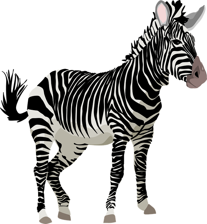 Zebra Africa Animal Safari Zoo Wildlife Ze - Zebra, Transparent background PNG HD thumbnail