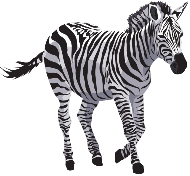 Zebra Png File - Zebra, Transparent background PNG HD thumbnail