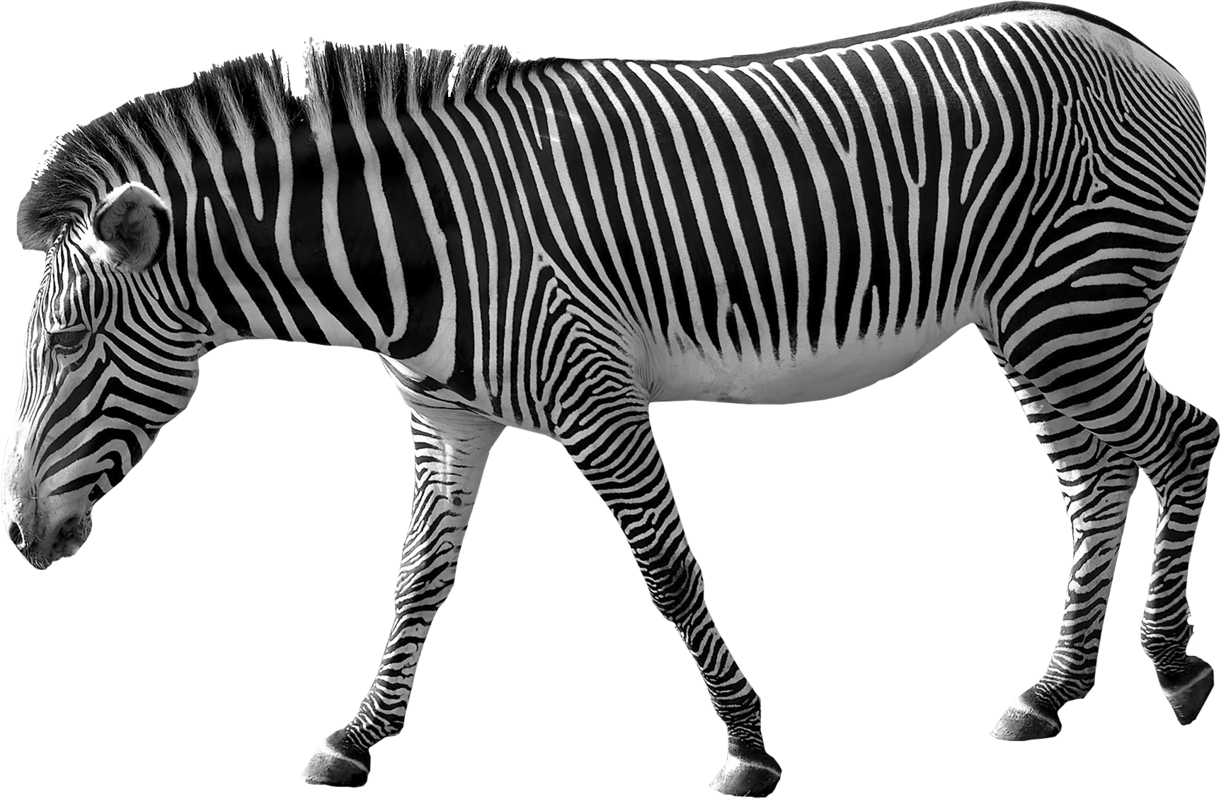 Zebra Png Image   Zebra Png - Zebra, Transparent background PNG HD thumbnail