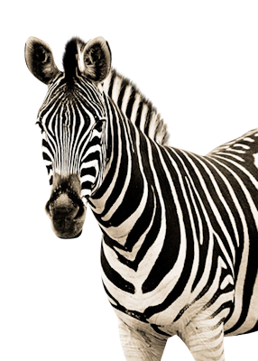 Zebra Resimleri - Zebra, Transparent background PNG HD thumbnail
