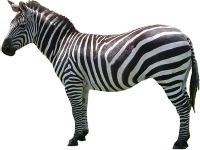 Zebra Png Image - Zebra, Transparent background PNG HD thumbnail