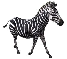 Zebra Png Image - Zebra, Transparent background PNG HD thumbnail