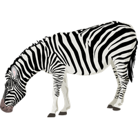 Marty the Zebra.png