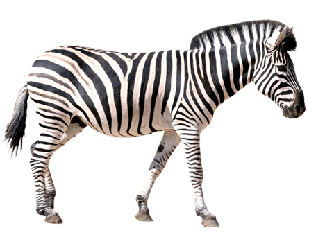 Zebra PNG File